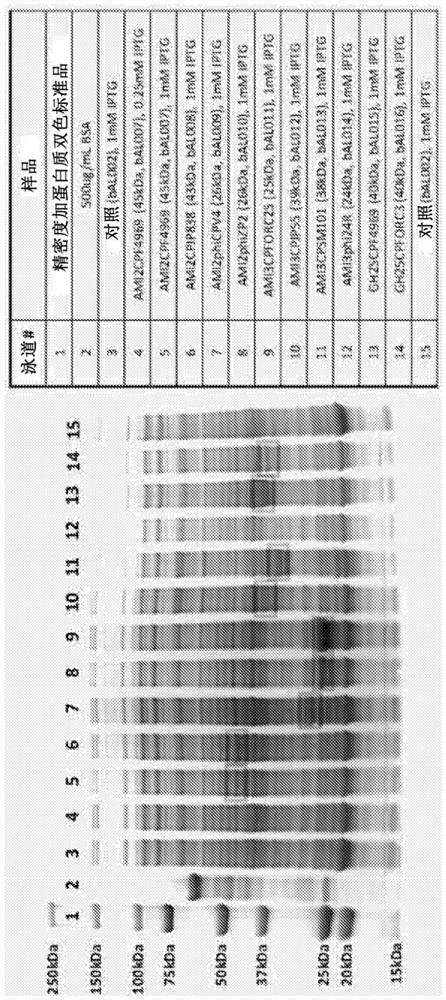 Antimicrobial endolysin polypeptides, compositions and formulations