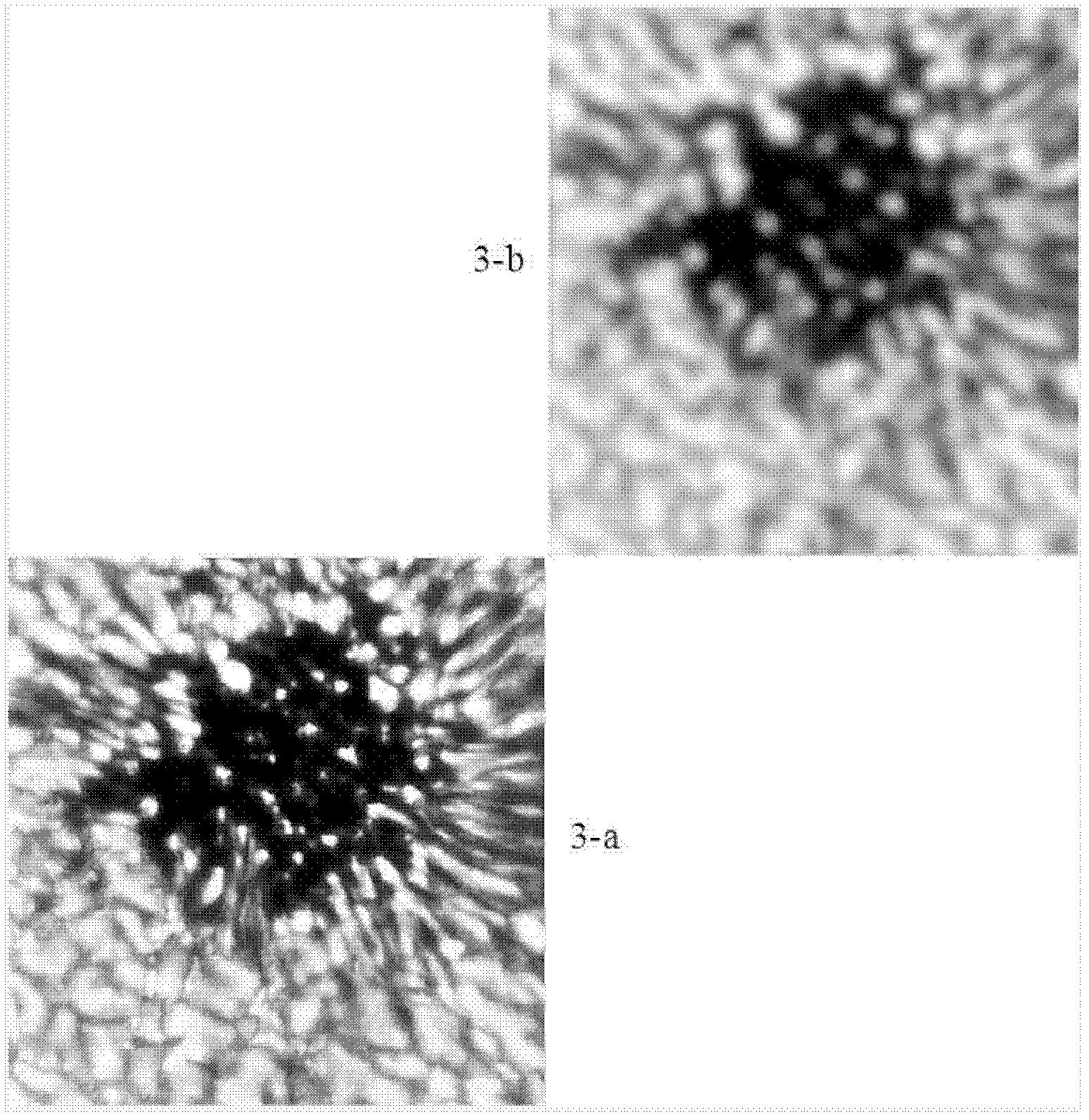 Phase diversity wave front measurement imaging device based on difference optics