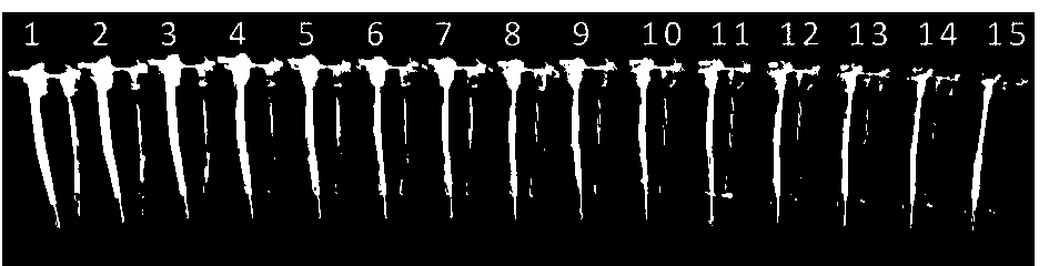 LAMP detecting primer group, kit and detecting method for cry3A gene in transgenic plant