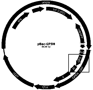 Immune-enhanced recombinant PRRSV (Porcine Reproductive and Respiratory Syndrome Virus)-like particle subunit vaccine