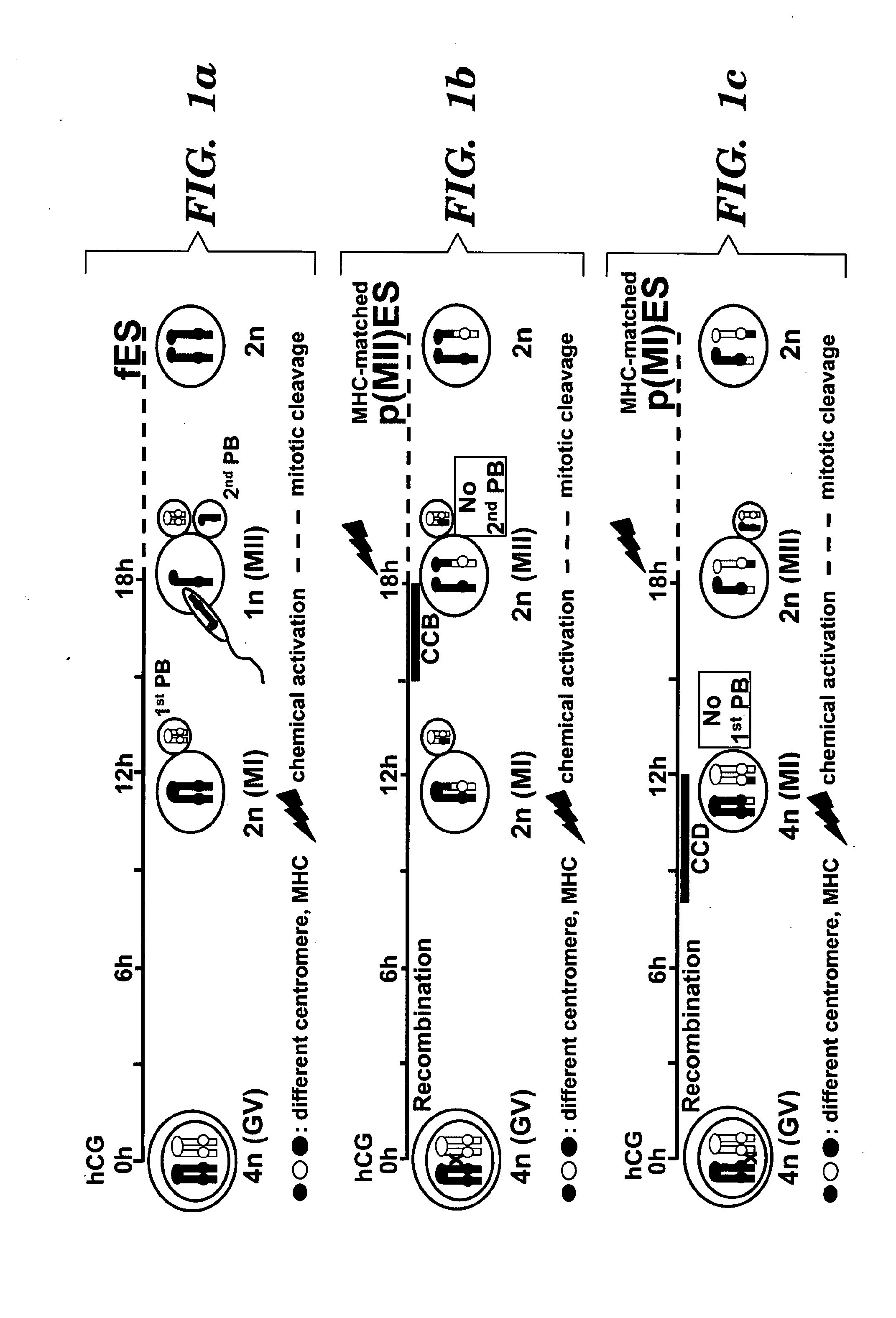 Methods for producing embryonic stem cells from parthenogenetic embryos