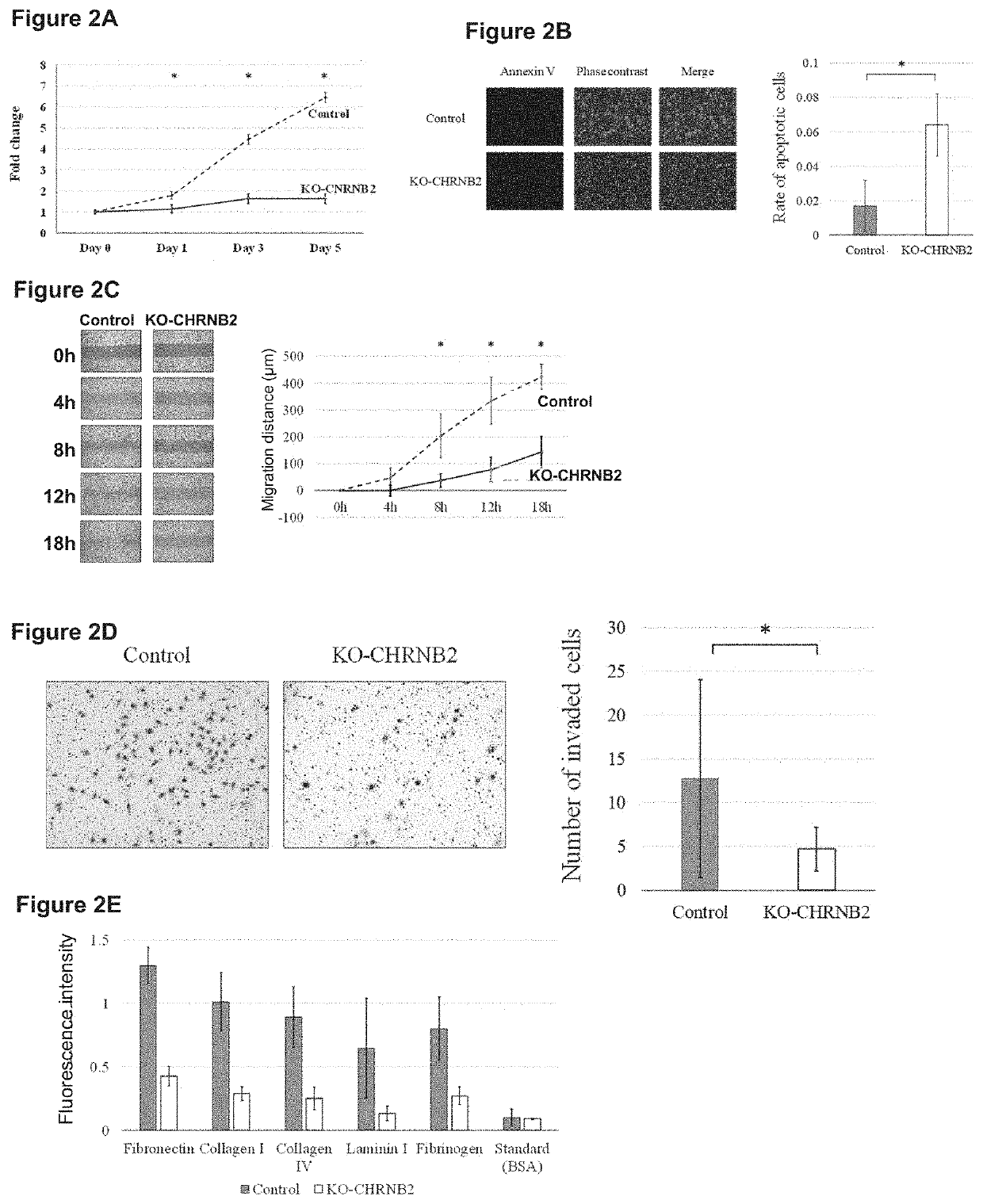 Therapeutic agent targeted to receptor protein, test agent, antibody that binds to receptor protein, and screening method for molecularly targeted drugs