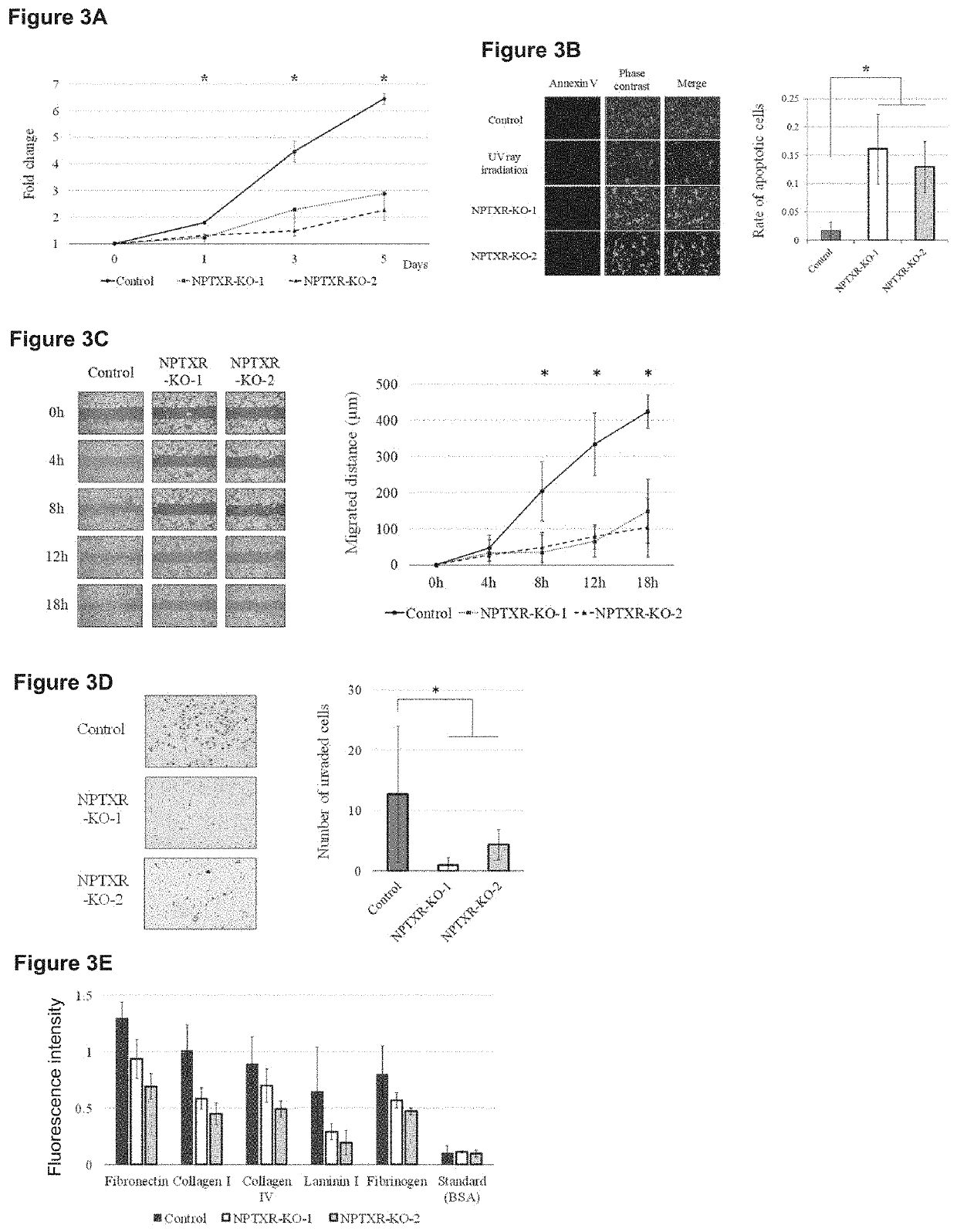 Therapeutic agent targeted to receptor protein, test agent, antibody that binds to receptor protein, and screening method for molecularly targeted drugs