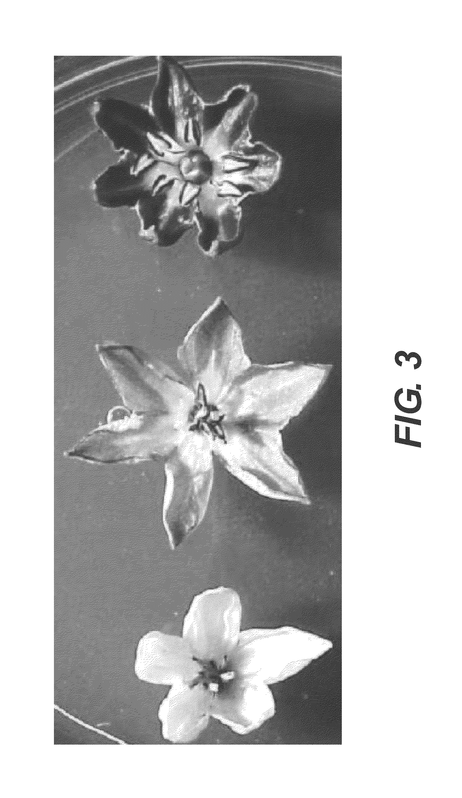 Hybrid pepper plants resulting from a cross between C. annuum and C. pubescens