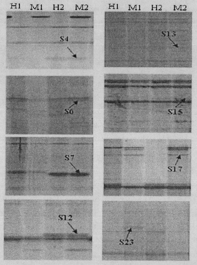 Application of methylation sensitive amplification polymorphism technique in toxicity analysis of transgenic plants