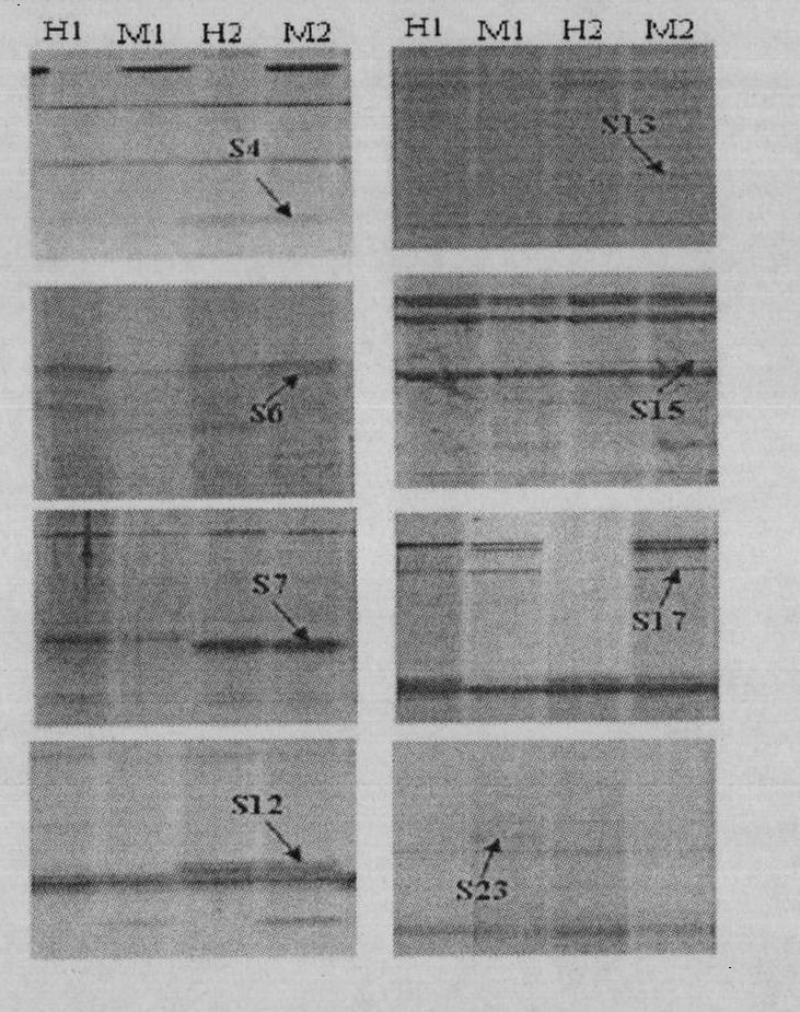 Application of methylation sensitive amplification polymorphism technique in toxicity analysis of transgenic plants