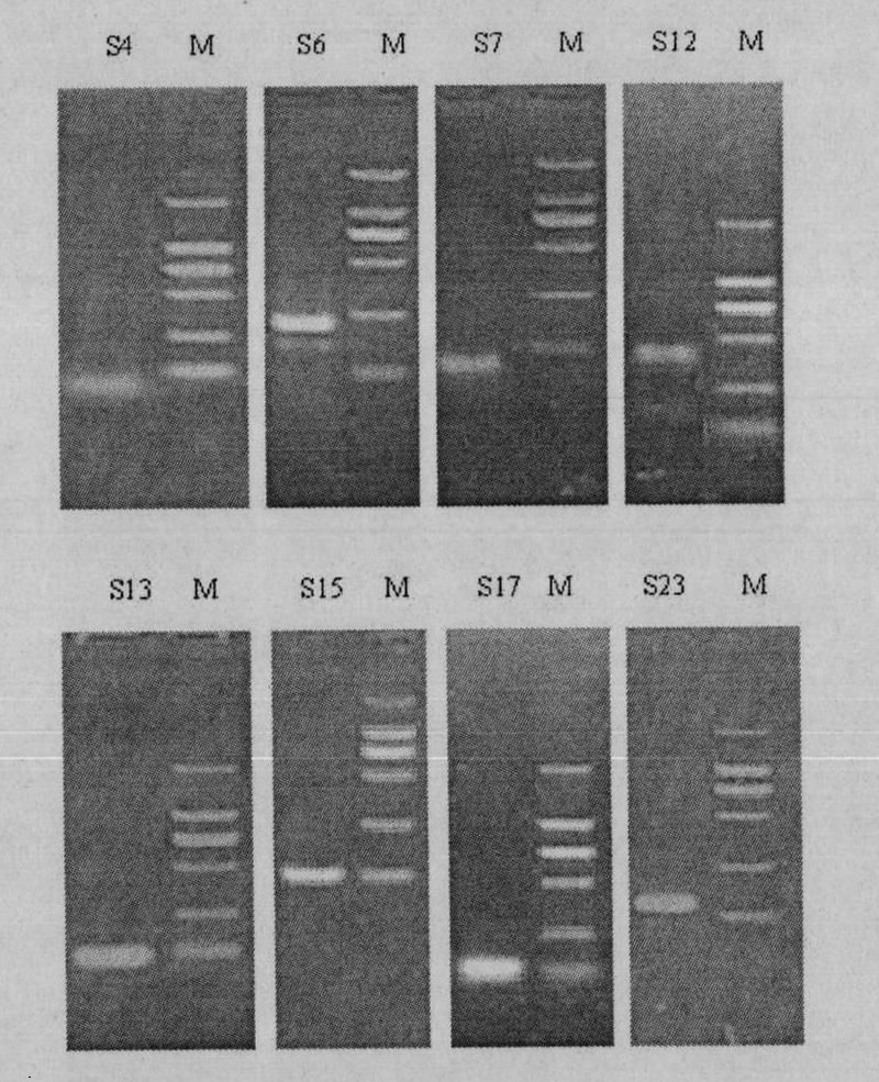 Application of methylation sensitive amplification polymorphism technique in toxicity analysis of transgenic plants