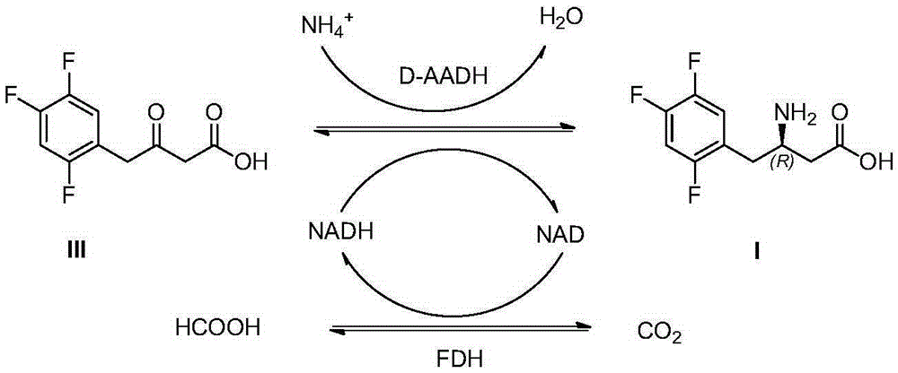 Sitagliptin and enzyme-chemical preparation method of intermediate of sitagliptin