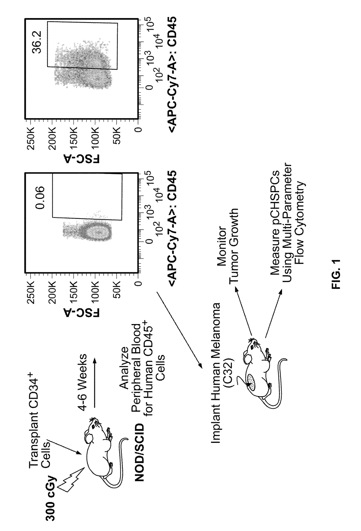 Pro-angiogenic and Anti-angiogenic hematopoietic progenitor cell populations