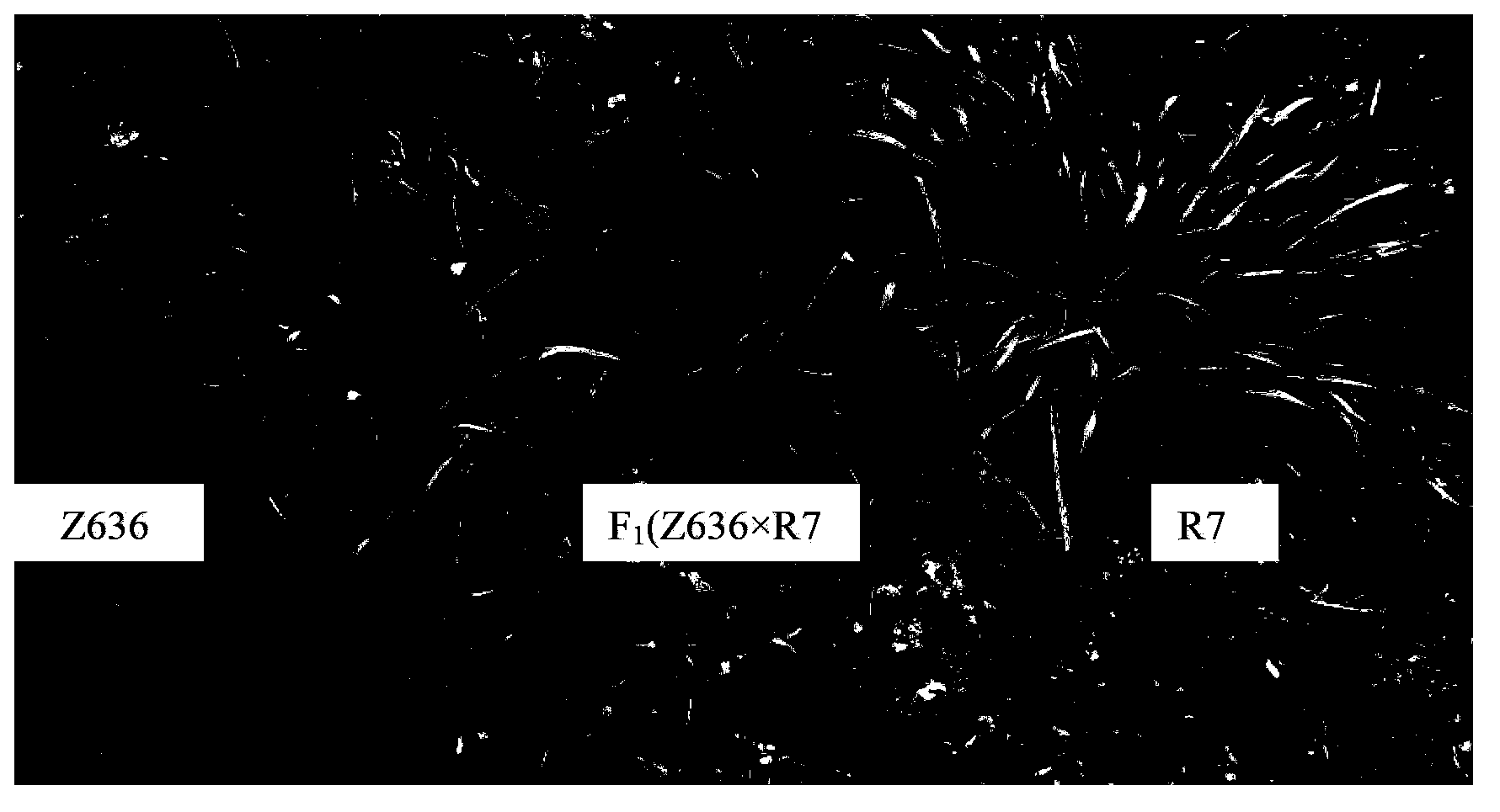 Method for detecting X-type HMW-GS (High Molecular Weight Glutenin Subunit) gene in distant hybridization wheat crossbreed