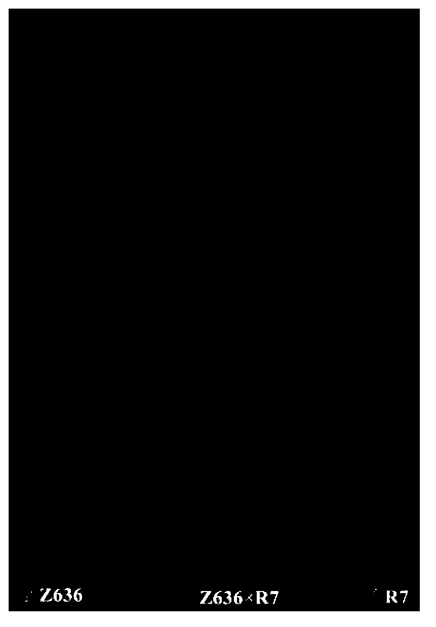 Method for detecting X-type HMW-GS (High Molecular Weight Glutenin Subunit) gene in distant hybridization wheat crossbreed