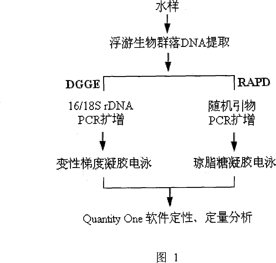 Method for analyzing plankton community DNA polymorphism