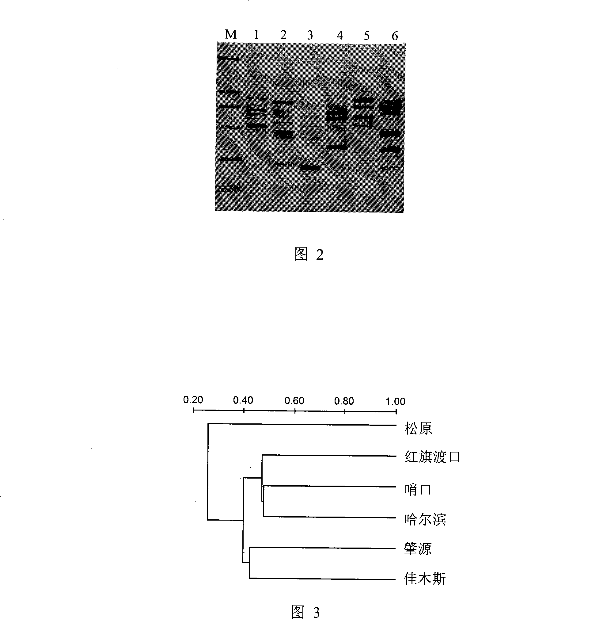 Method for analyzing plankton community DNA polymorphism