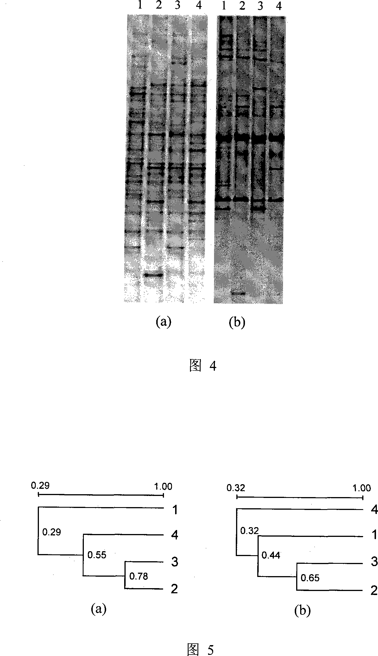 Method for analyzing plankton community DNA polymorphism