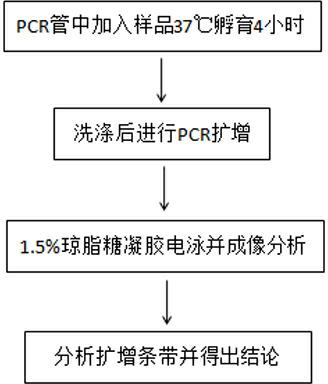 Listeria monocytogenes ic-pcr detection kit and preparation method