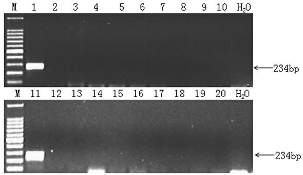 Listeria monocytogenes ic-pcr detection kit and preparation method