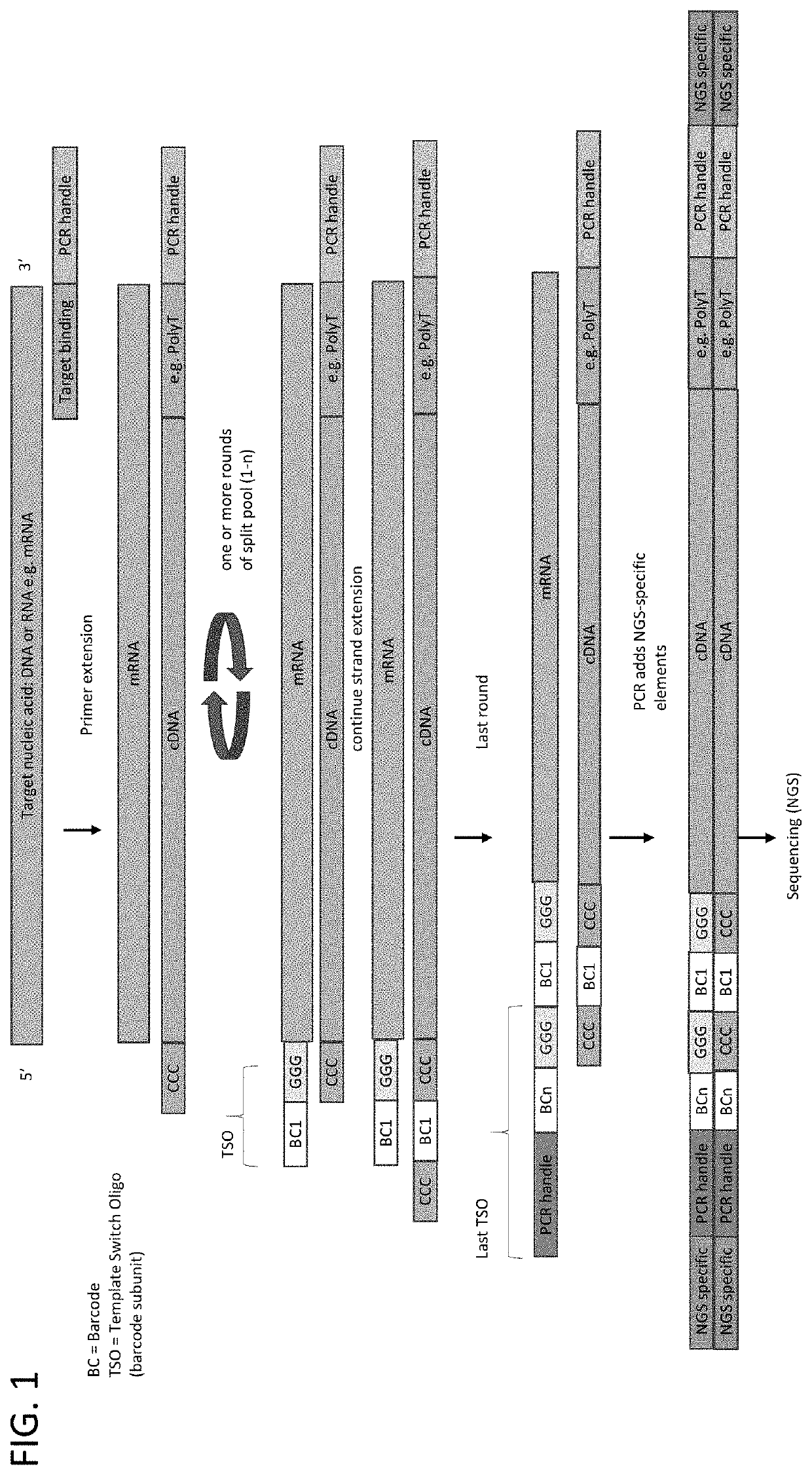 Whole transcriptome analysis in single cells