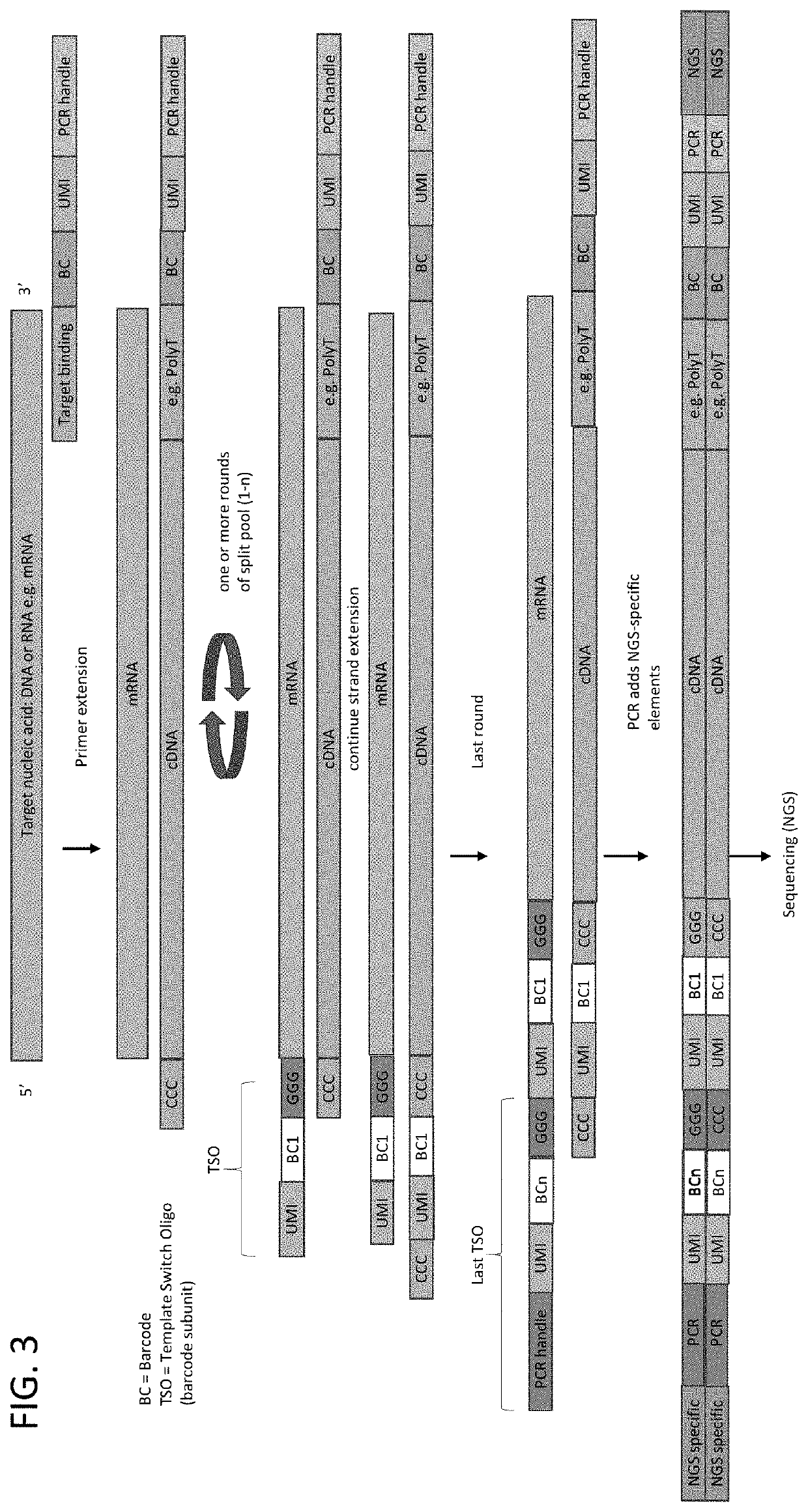 Whole transcriptome analysis in single cells