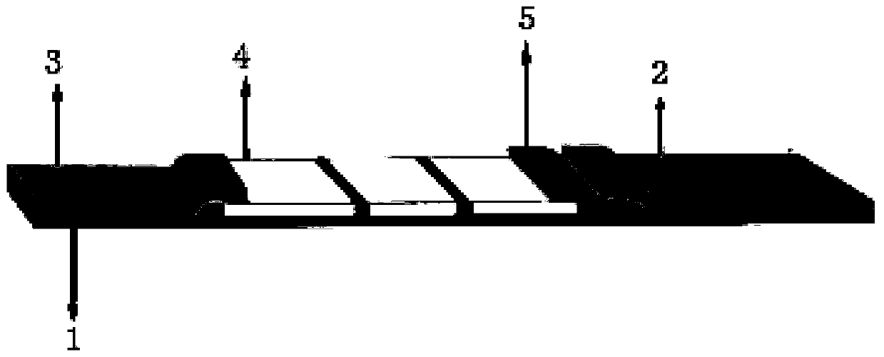 Nano-gold biosensor for simultaneously detecting four hemorrhagic fever viruses and detection method thereof