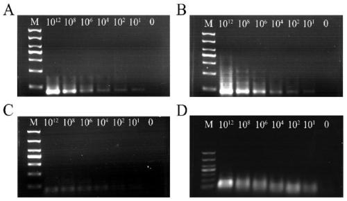 Nano-gold biosensor for simultaneously detecting four hemorrhagic fever viruses and detection method thereof