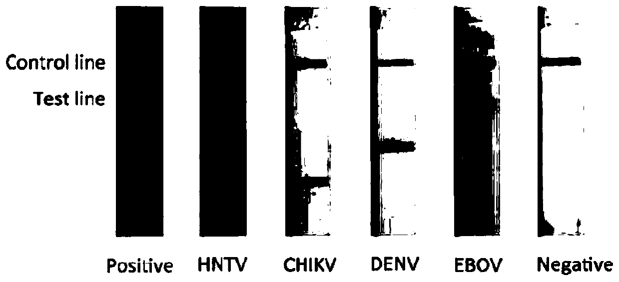 Nano-gold biosensor for simultaneously detecting four hemorrhagic fever viruses and detection method thereof