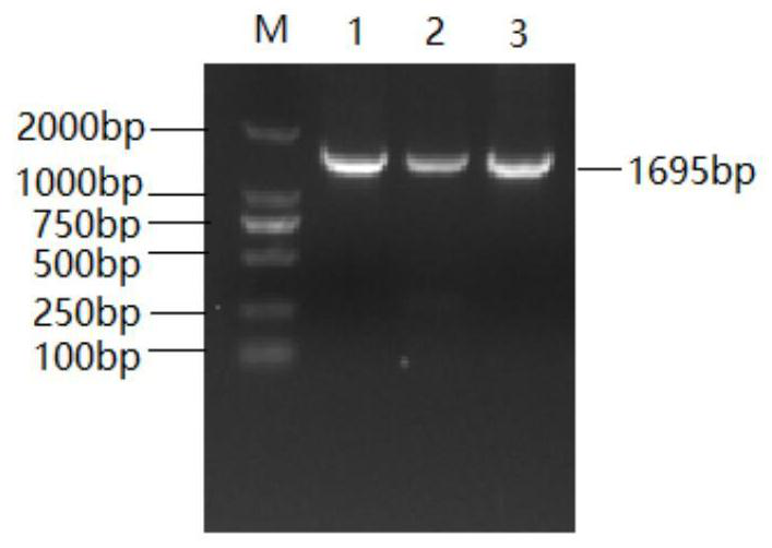 A transcription factor that enhances plant stress resistance