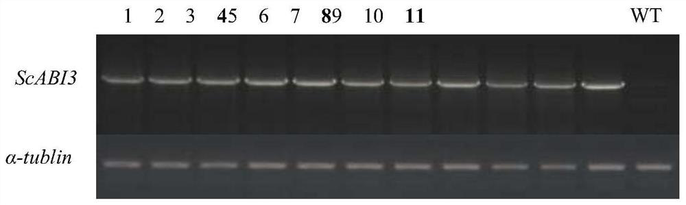 A transcription factor that enhances plant stress resistance