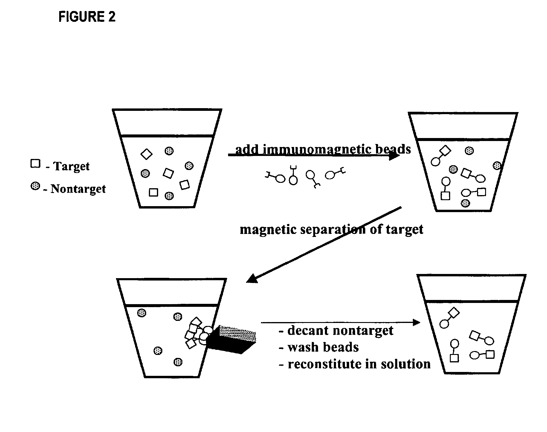 Method for detecting low concentrations of a target bacterium that uses phages to infect target bacterial cells