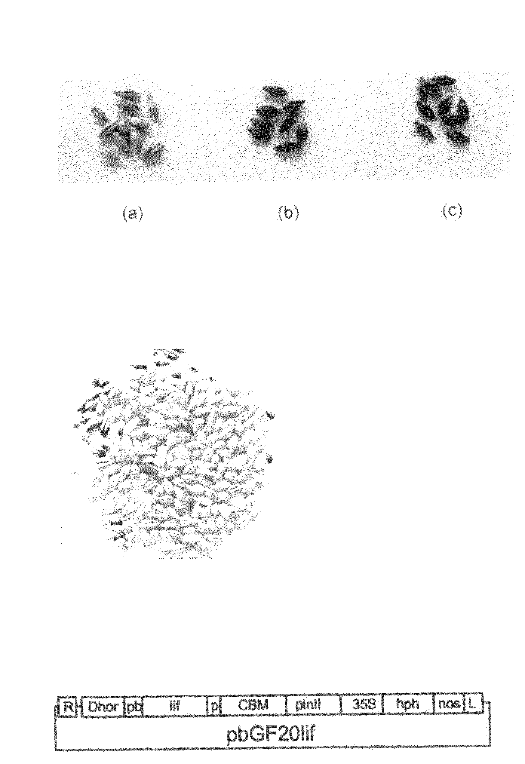 Traceability of transgenic plant seeds in upstream and downstream processing