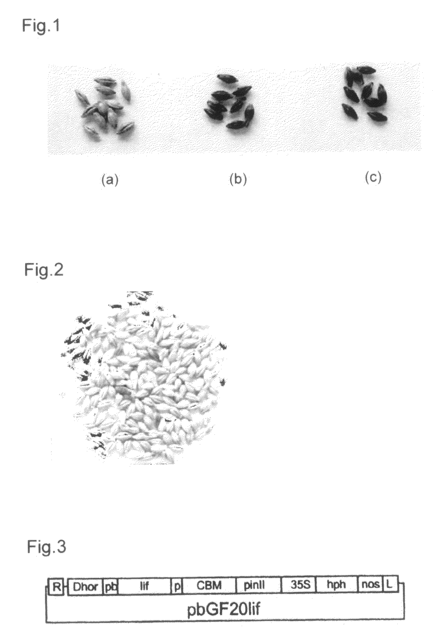 Traceability of transgenic plant seeds in upstream and downstream processing