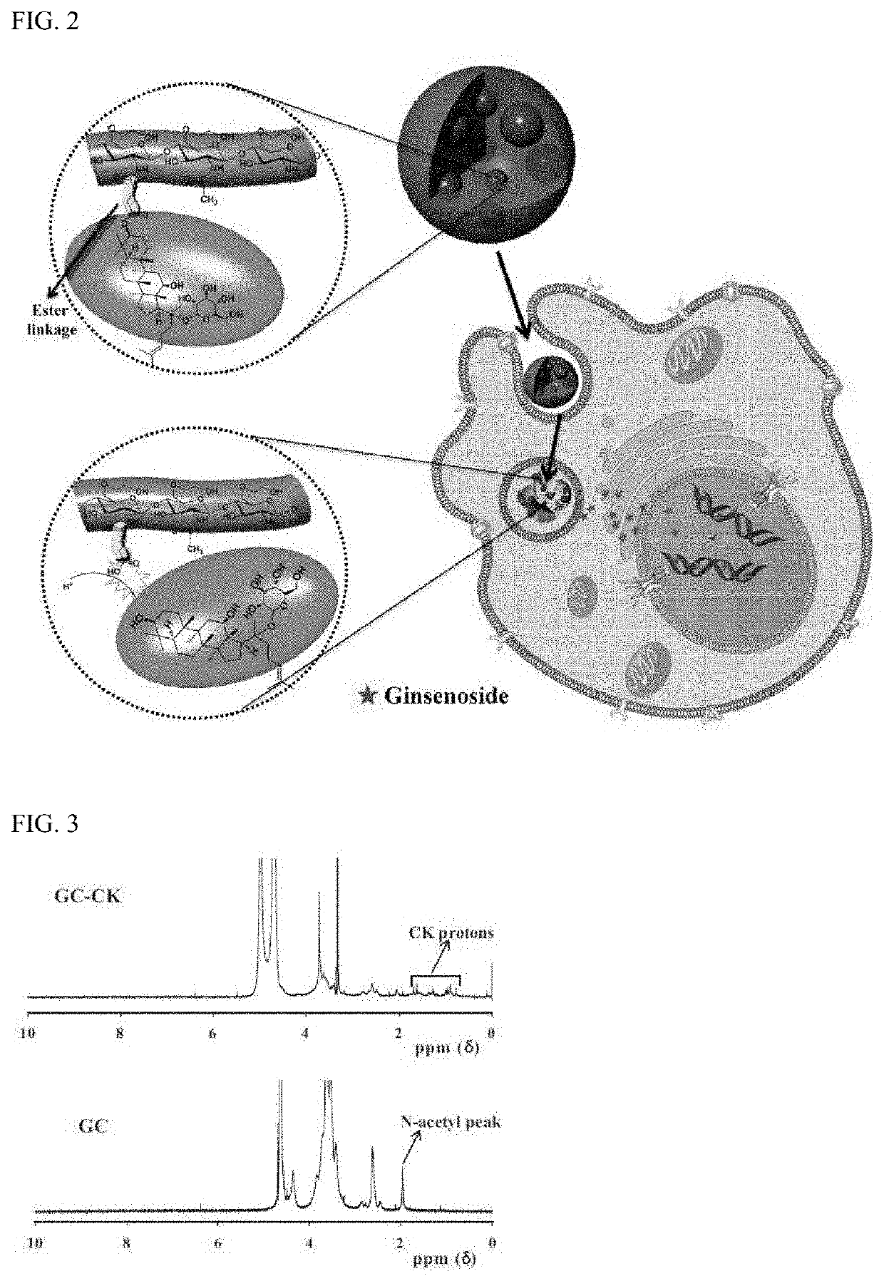 Conjugate of ginsenoside compound k and glycol chitosan and an Anti-tumor use thereof