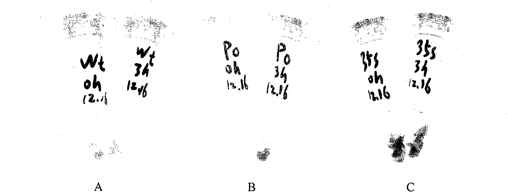 Inducible promoter separated from leaf mustard