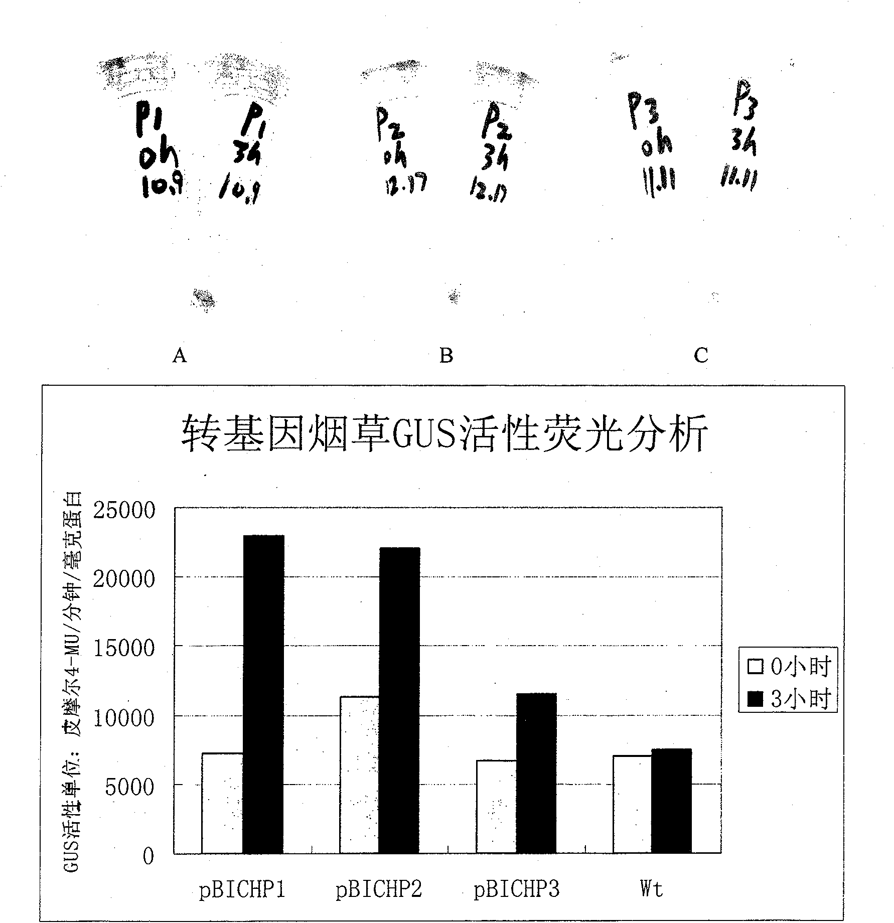 Inducible promoter separated from leaf mustard