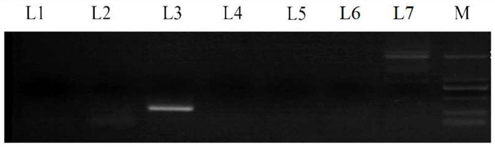 Method for simulating rapid induction of anticoccidial drug-resistant strains in field and separation and identification method of anticoccidial drug-resistant strain