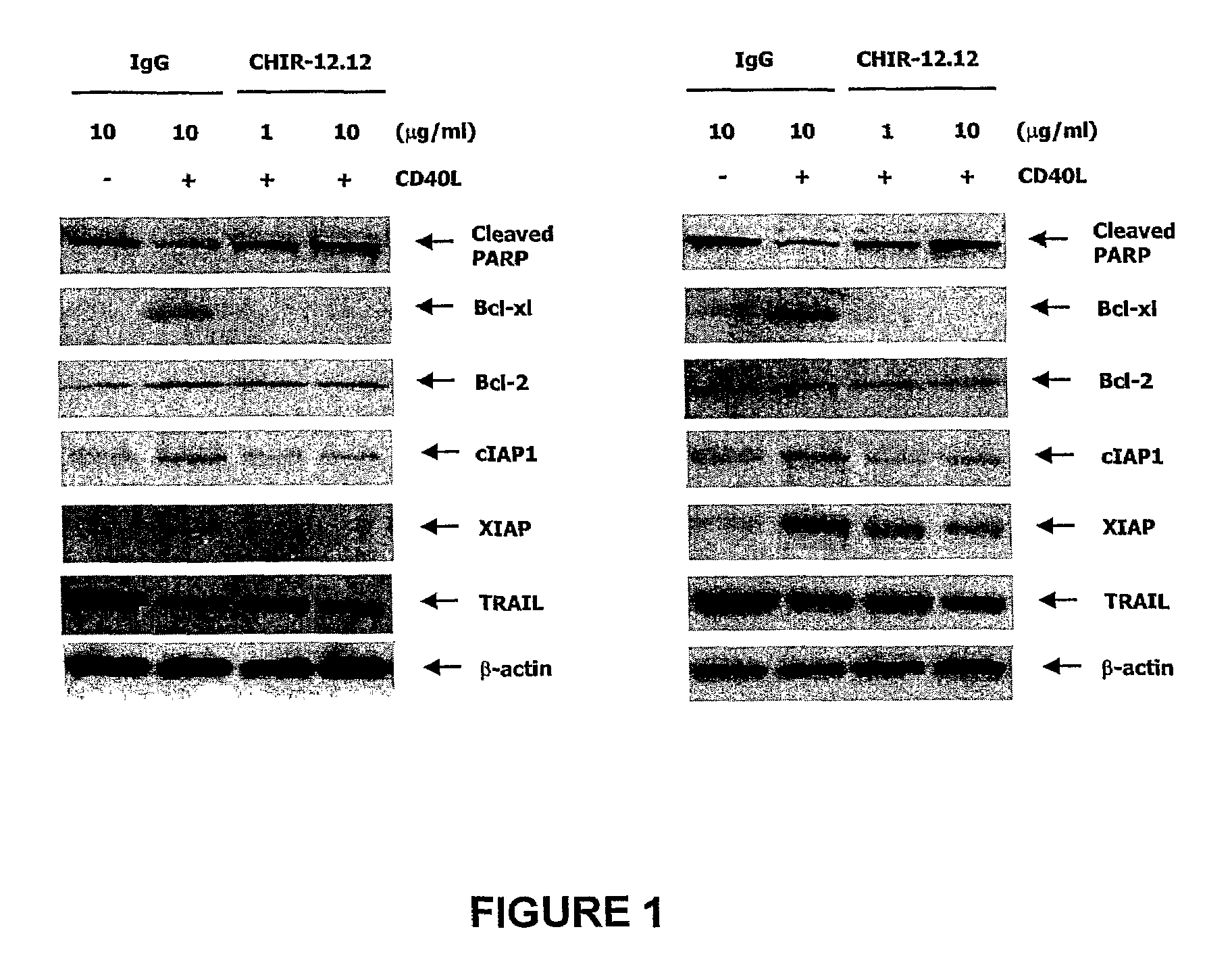 Methods of monitoring the efficacy of anti-CD40 antibodies in treating a subject for a CD40-expressing cancer