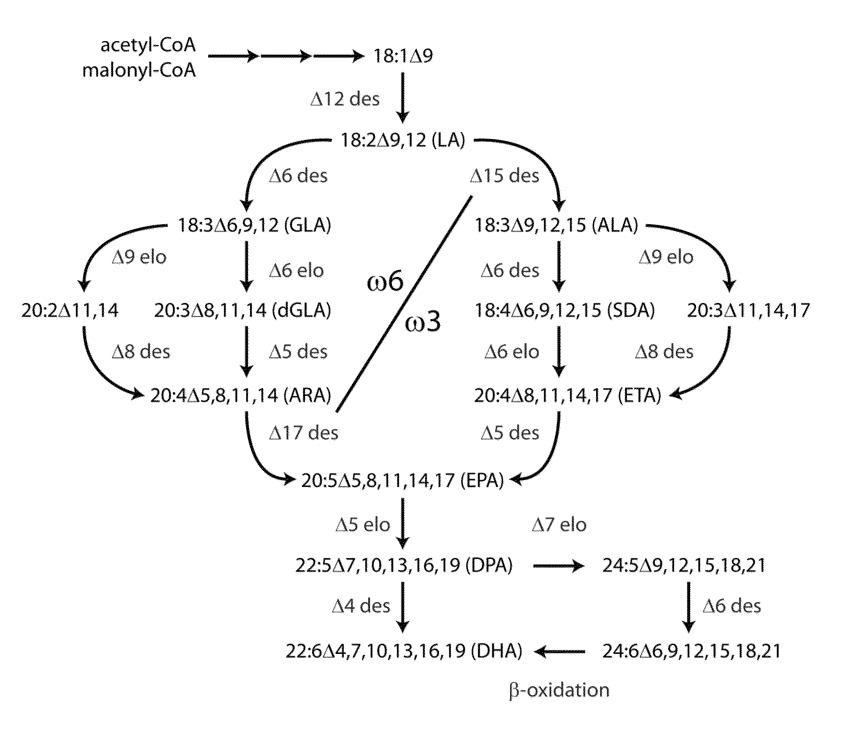 Lipid comprising polyunsaturated fatty acids