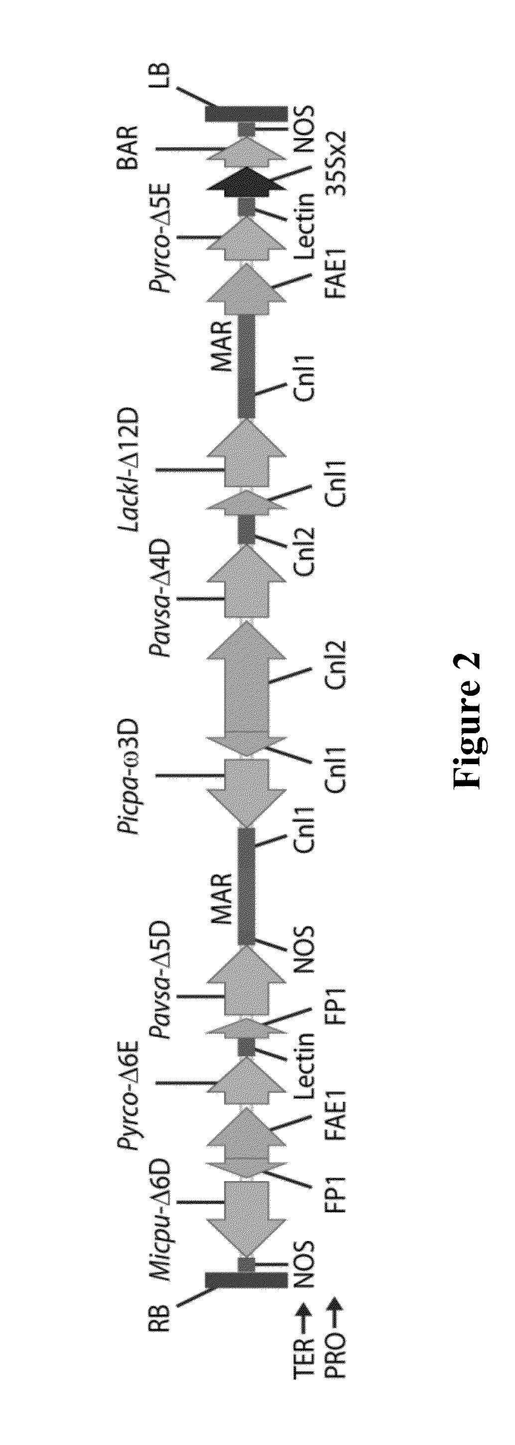 Lipid comprising polyunsaturated fatty acids