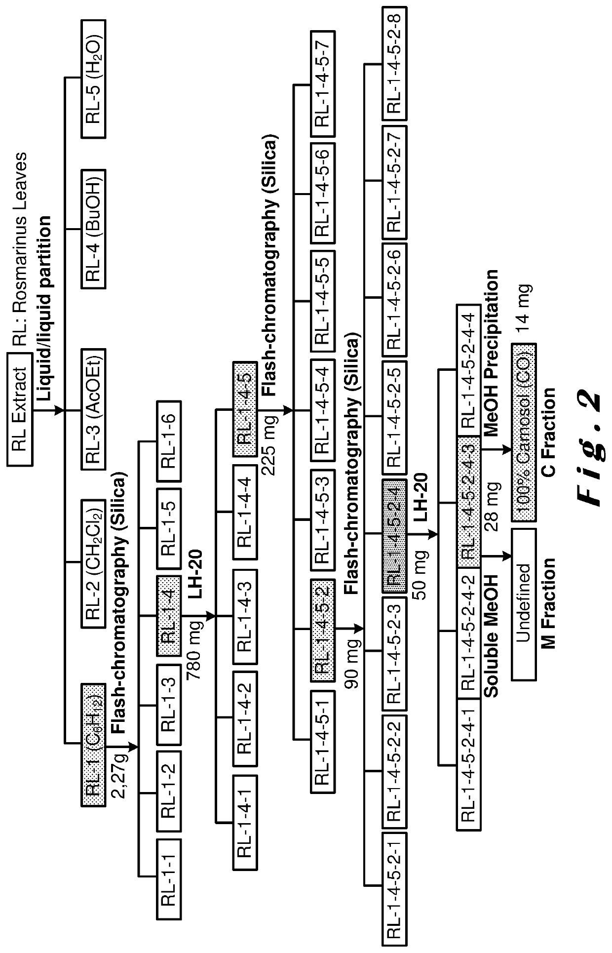 Use of carnosol for increasing muscle protein synthesis