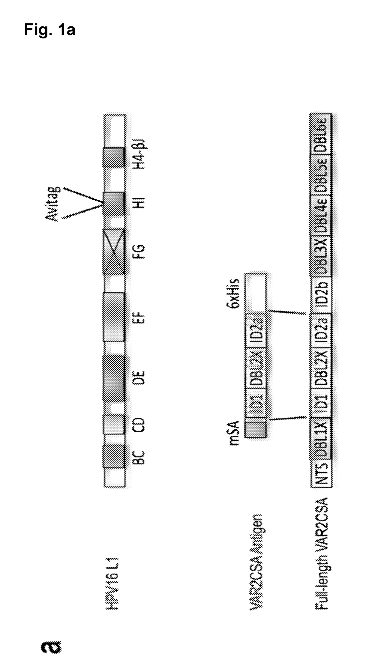 Virus like particle with efficient epitope display