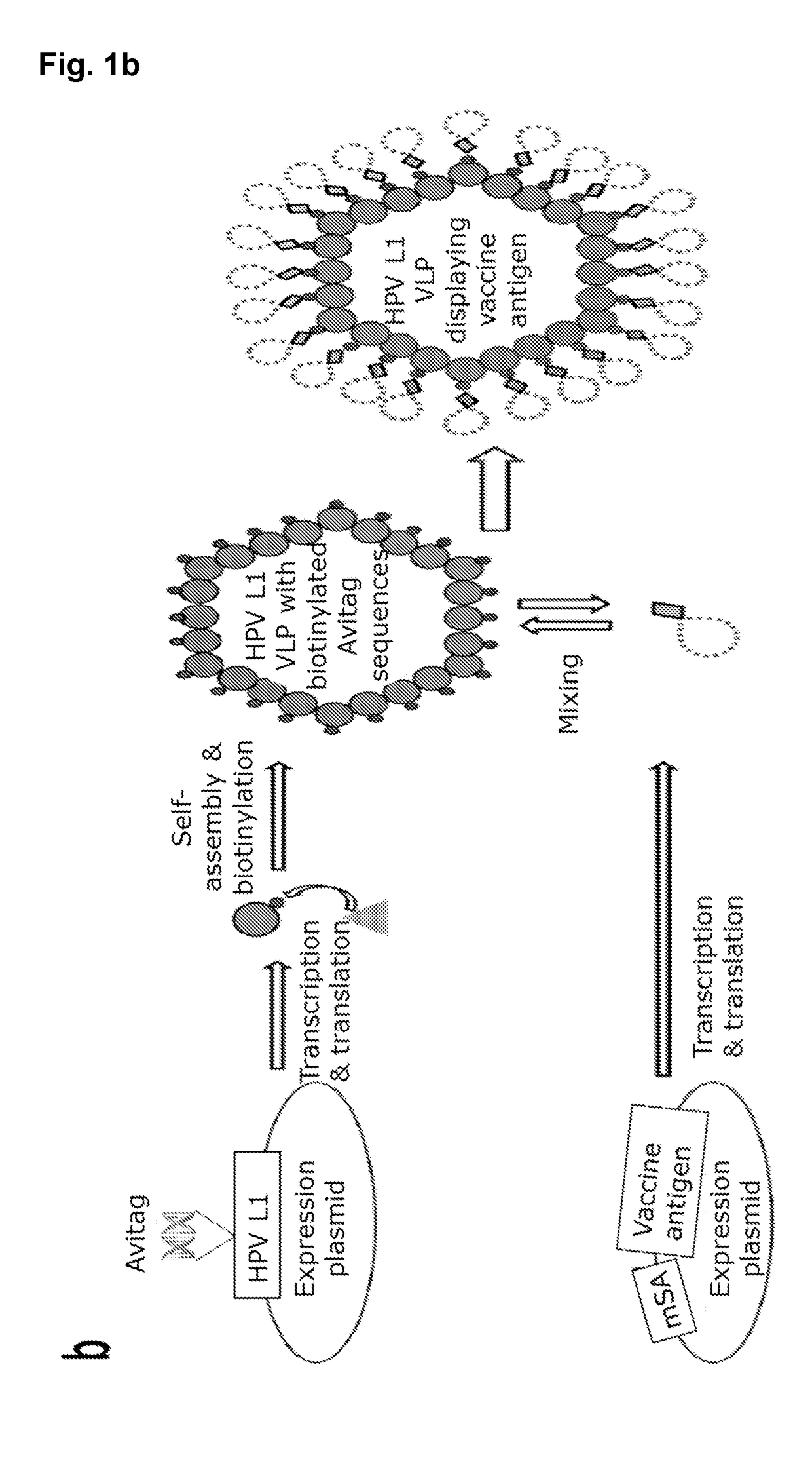 Virus like particle with efficient epitope display