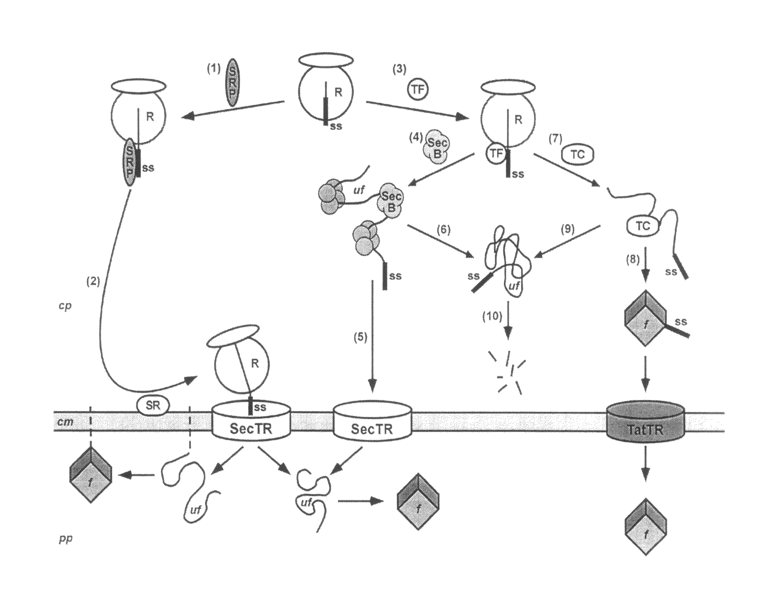 Phage display using cotranslational translocation of fusion polypeptides