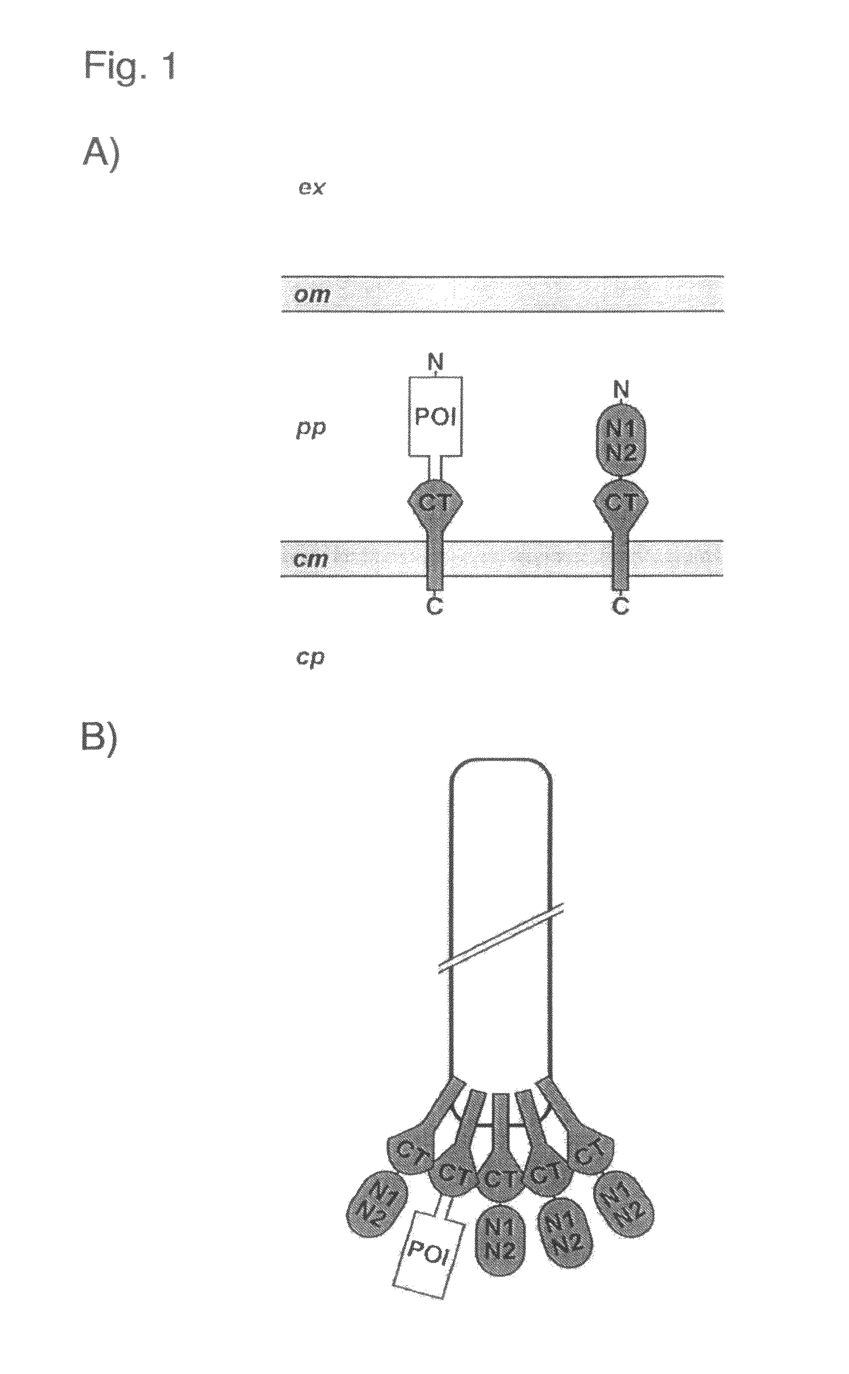 Phage display using cotranslational translocation of fusion polypeptides