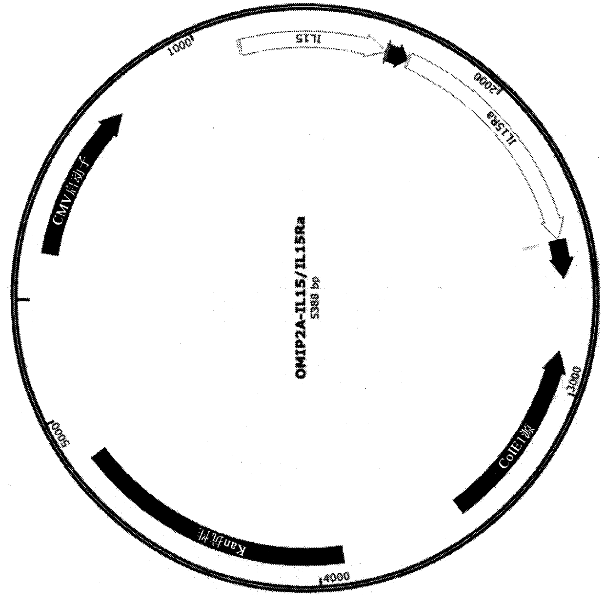 Plasmid constructs for heterologous protein expression and methods of use