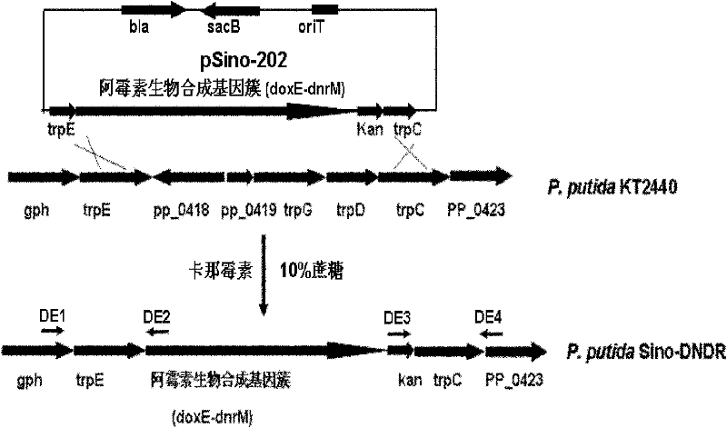 Daunorubicin and adriamycin producing engineered pseudomonas