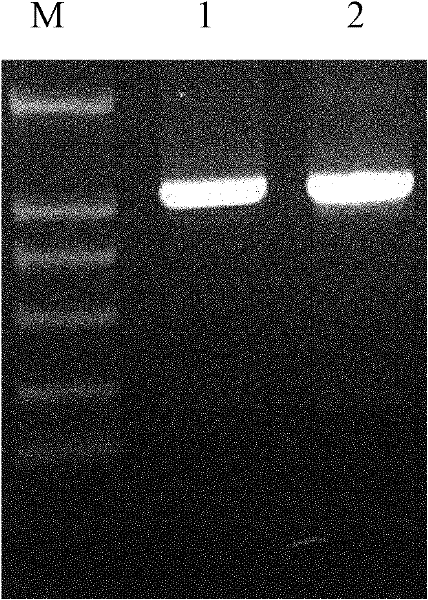 Daunorubicin and adriamycin producing engineered pseudomonas