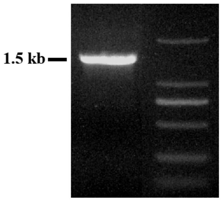 Stenotrophomonas rhizophila s11 for controlling rice blast and its application