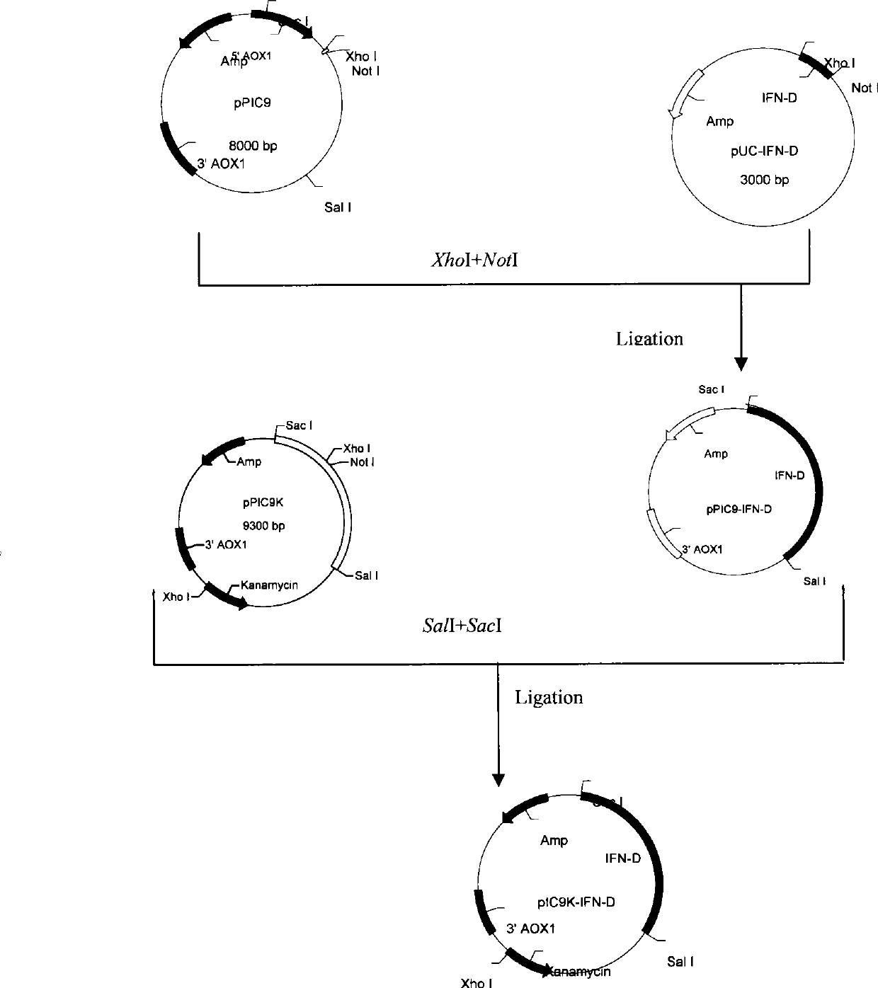 Human interferon alpha derivatives and preparation and use of pegylated products thereof