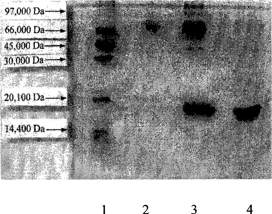 Human interferon alpha derivatives and preparation and use of pegylated products thereof