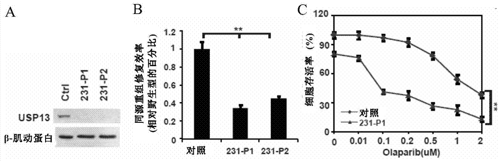 Pharmaceutical composition containing USP13 (ubiquitin-specific proteases 13) inhibitor and PARP (poly ADP-ribose polymerase) inhibitor and application thereof