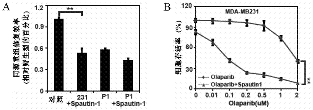 Pharmaceutical composition containing USP13 (ubiquitin-specific proteases 13) inhibitor and PARP (poly ADP-ribose polymerase) inhibitor and application thereof